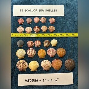 25 Sanibel Island Scallop Shells! Medium Sz Assorted Collection in multi colors.